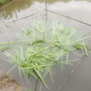 开心鱼塘天气预报