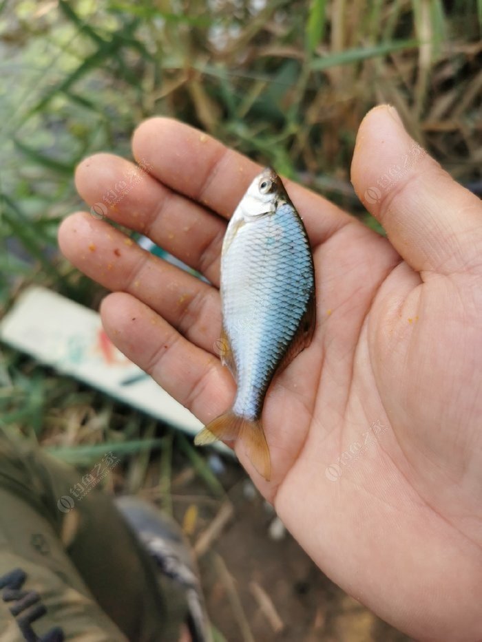 北京永定河流域的常见小杂鱼你见过几种?