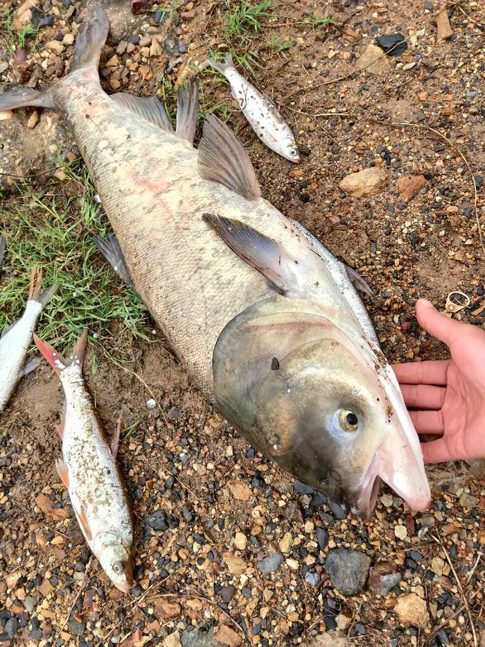 赣江大鲢鳙三条28斤,3个小时搞定