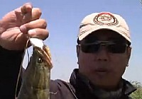 《路亚钓鱼视频》南湖寻黑鱼