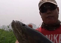 《路亚钓鱼视频》人工湿地路黑鱼