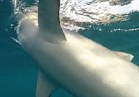 《海钓视频》天元马尔代夫海钓之旅(下)挑战大白鲨