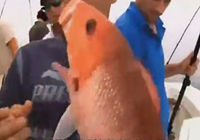 《钓鱼视频》国外全明星垂钓红笛鲷