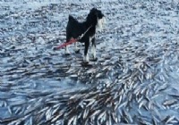 《钓鱼视频》挪威速冻鱼大潮来袭