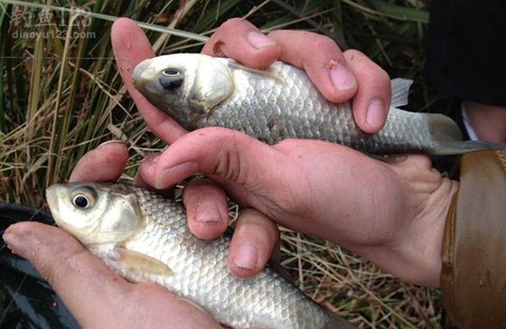 冬季出釣喜得滿滿一盆魚(yú)兒