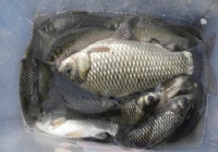 瘋狂釣魚(yú)人之冬季洛河垂釣大鯽魚(yú)