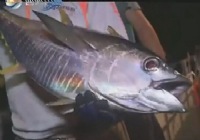 《海釣玩家》第55集 南中國海深海博黃岐金槍魚