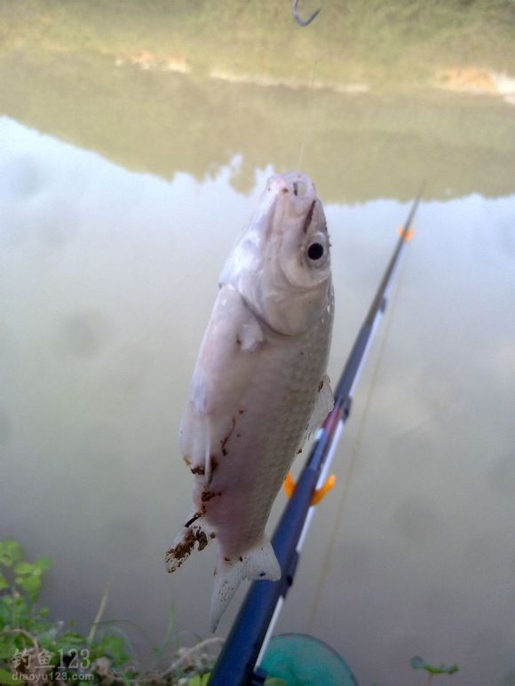 釣上來(lái)一尾鯽魚