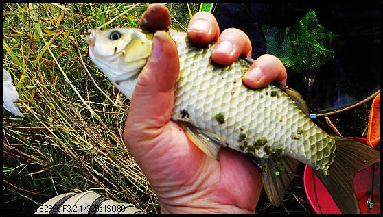 野釣初冬白河鯽魚(yú)雙飛連連上鉤