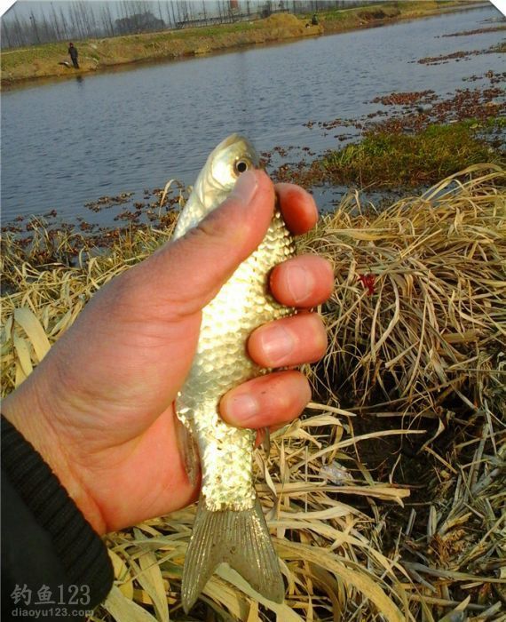 野釣新釣點爆釣鯽魚連連入護(hù)惹人喜