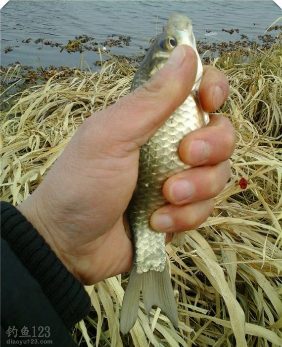 野釣新釣點爆釣鯽魚連連入護惹人喜