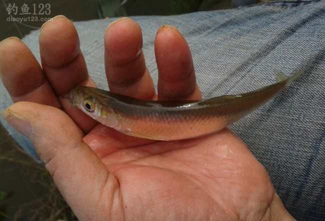 2014年末水庫(kù)垂釣鯽魚(yú)封竿之戰(zhàn)