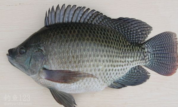 罗非鱼种类图片