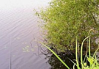 夏季釣鯽魚釣位選在樹蔭處