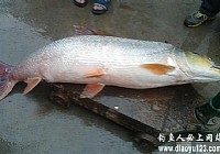 網工在河北蹲守數(shù)月捕獲一條88斤大?魚