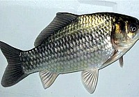 鱼的视觉功能对鱼类摄食的影响