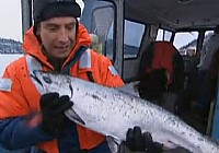 《極限釣魚》第二季 第2集 阿拉斯加州麻哈魚