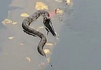 《釣友原創(chuàng)釣魚視頻》蛇在水中吞食活魚